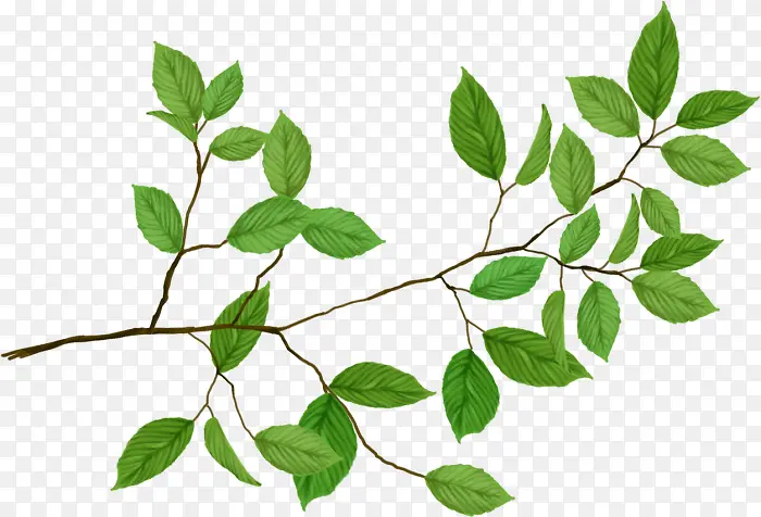 �ֻ���ɫ��֦-������