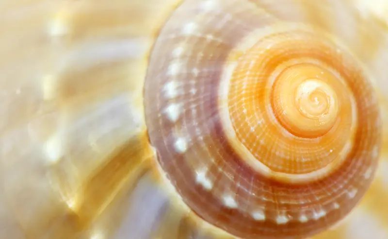 ��˿����-������