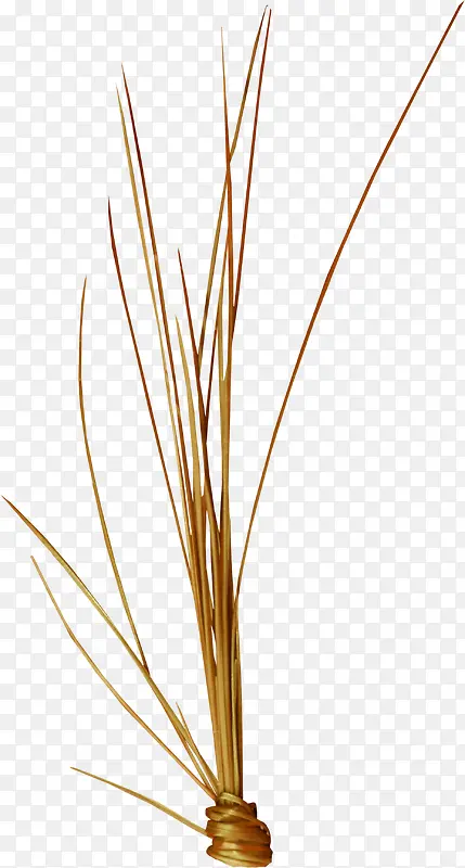 ��ɫ��-������