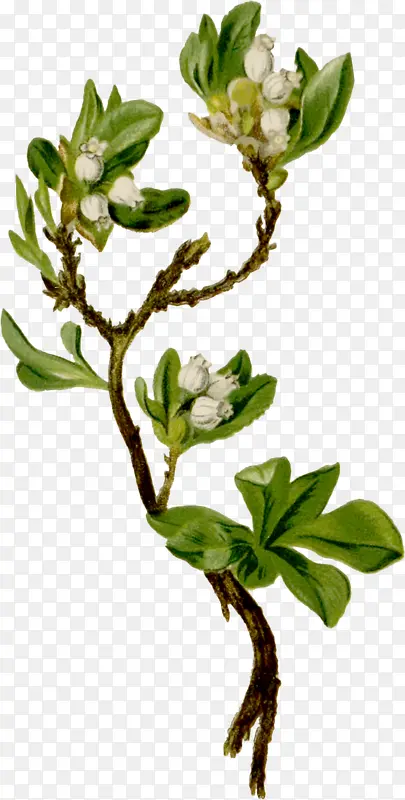 ��ֲͨ��-������