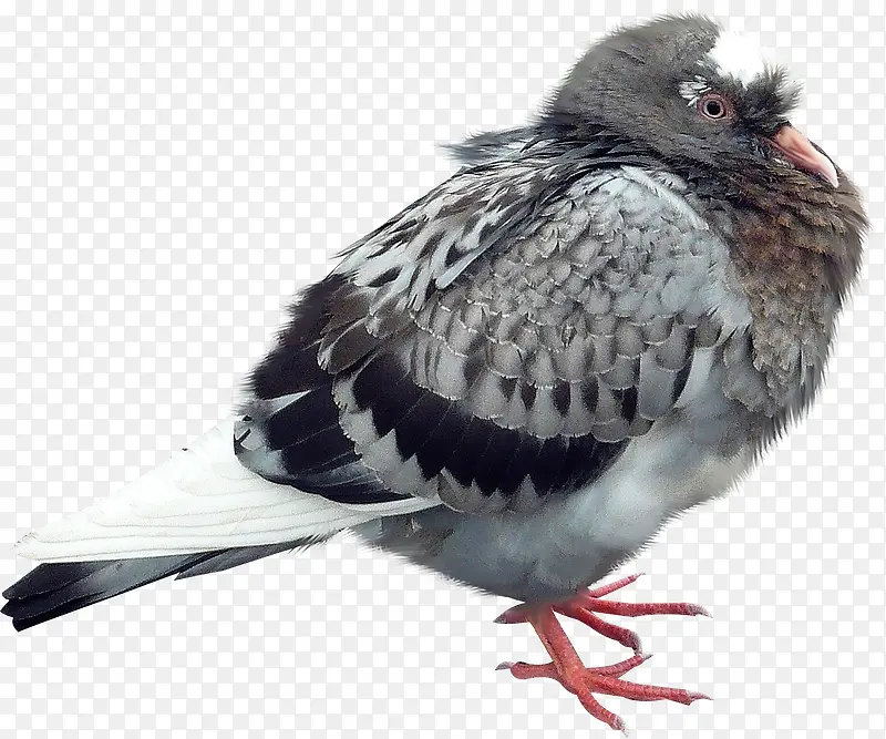 �ֻ涯���ֻ涯��ͼƬ-������