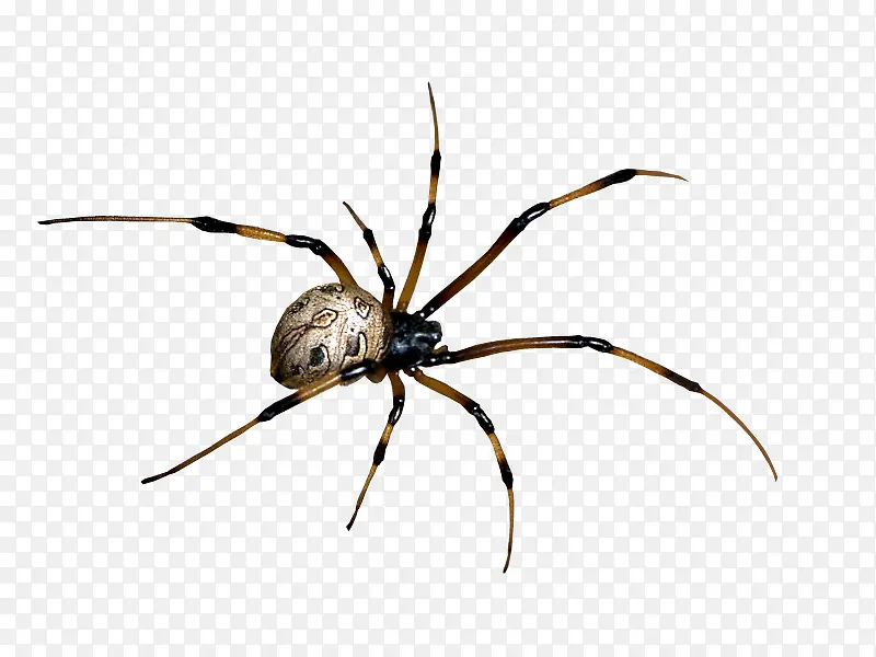 �ֻ涯���زĿ�ͨ����ͼƬ-������