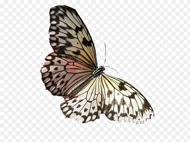 �˷ۺ���-������