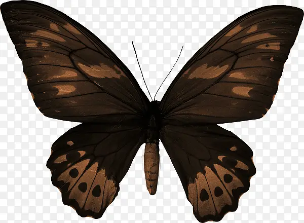 ��ɫ����-������