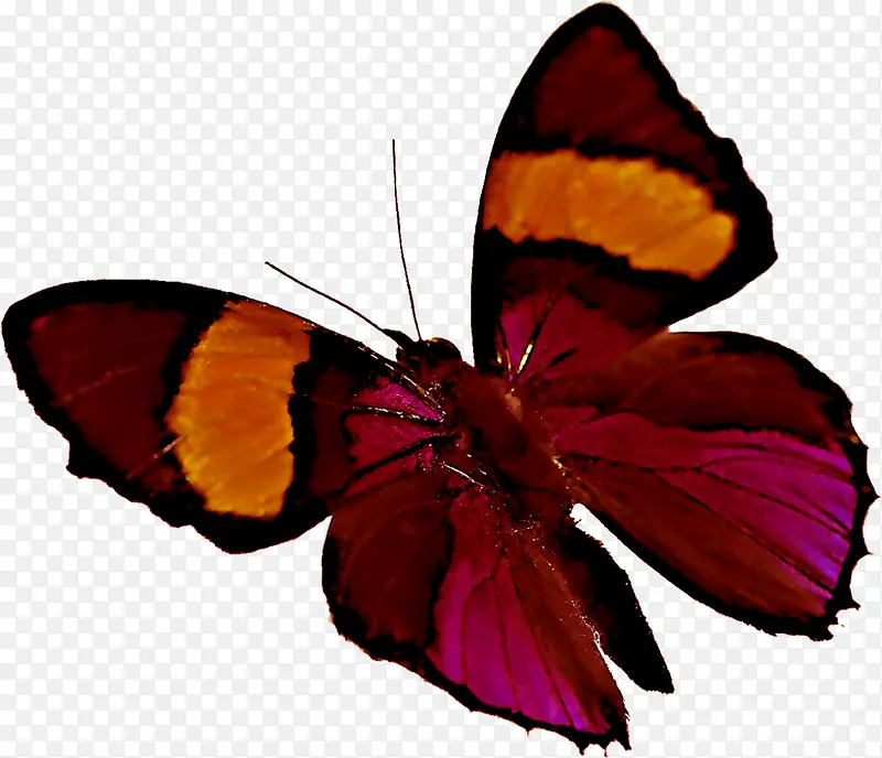 ʱ���Ųʿɰ���ɫ����-������