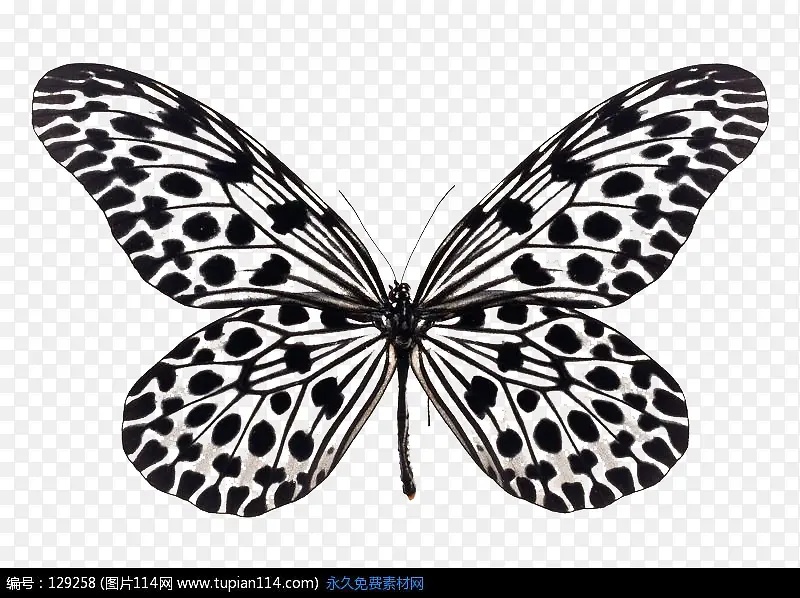 ��͸�� �ڰ׵����-������