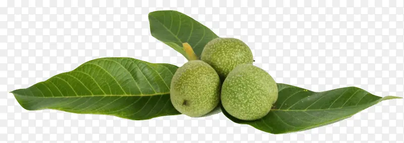 ���������еĲ��ٺ��Һ���Ҷ-������