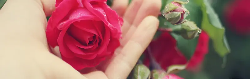 �Ա���ܰ����õ�廨��汳��ͼƬ-������