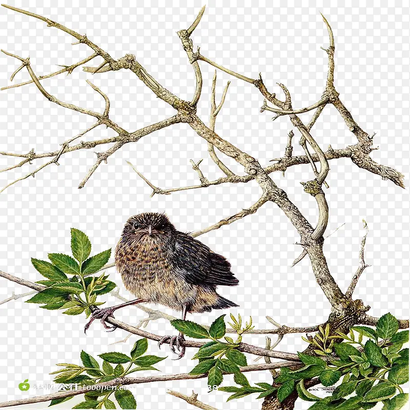 �ִ���Լ��ɫ��֦-������