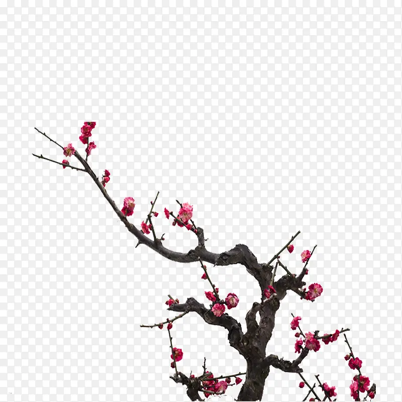 �ִ���Լ��ɫ��֦-������