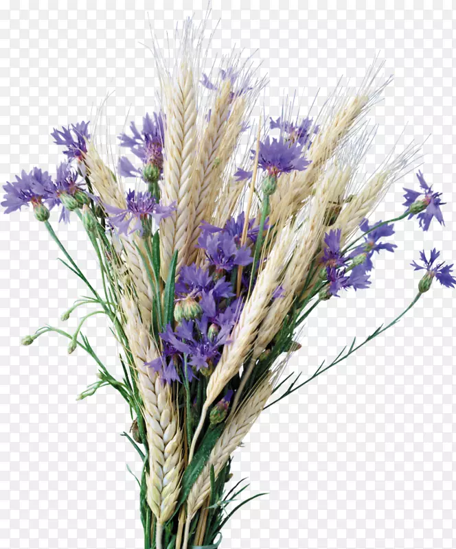 ���ܼ�����-Ұ��-������