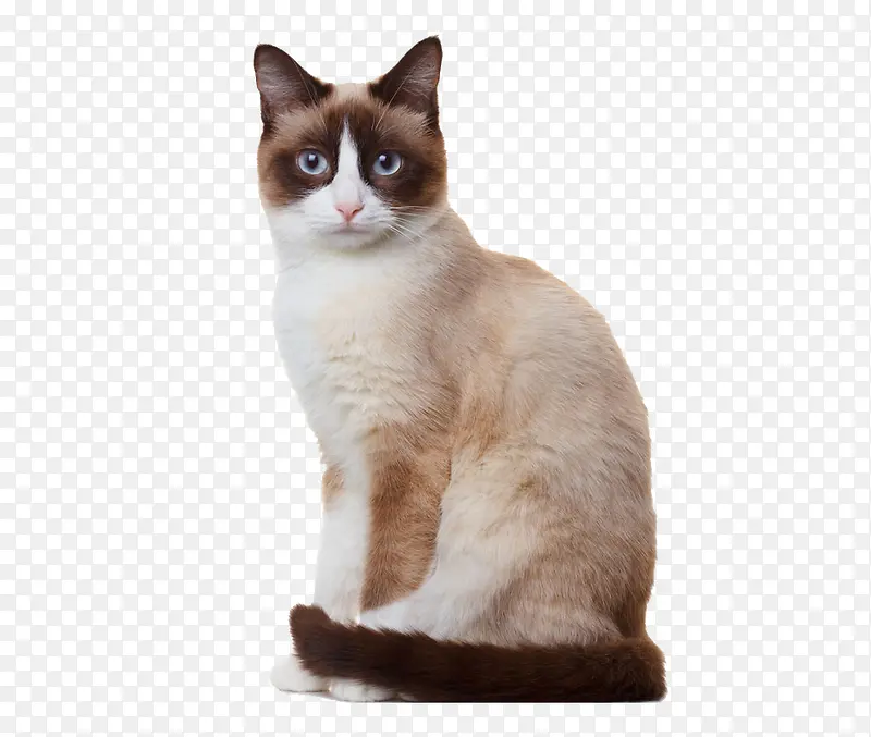 �ɰ��ĳ���è-������