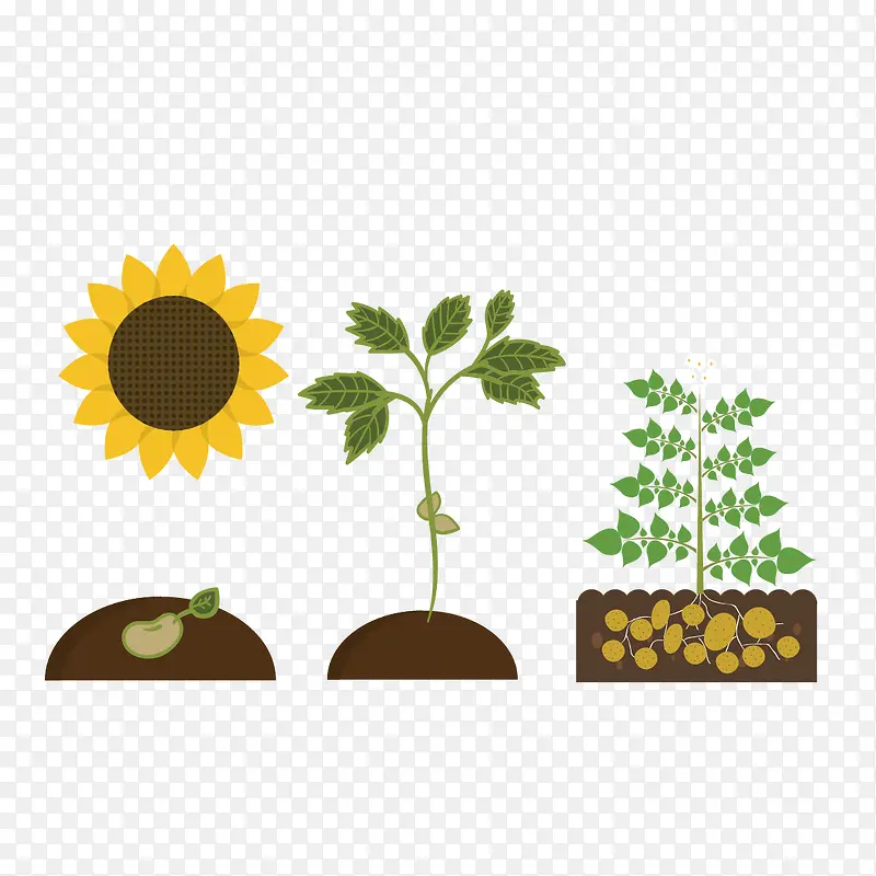 ʸ�����Ͳ�-������