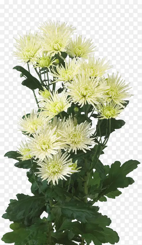 ʸ�������زĻ���-������