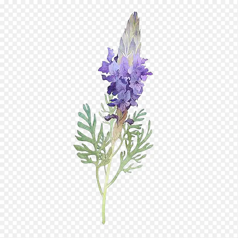 ޹�²�Ҷ��-������