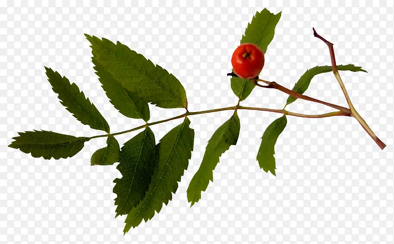 ɽ�����֦-������