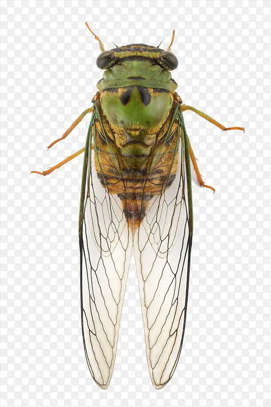 �������Ĳ�-������