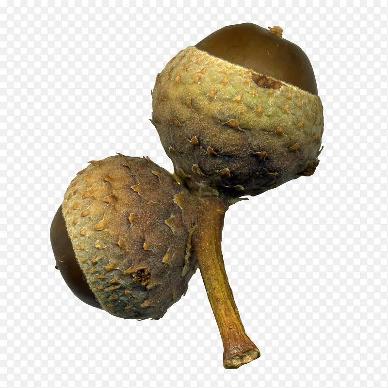 ��ɫ�ɹ���֦-������