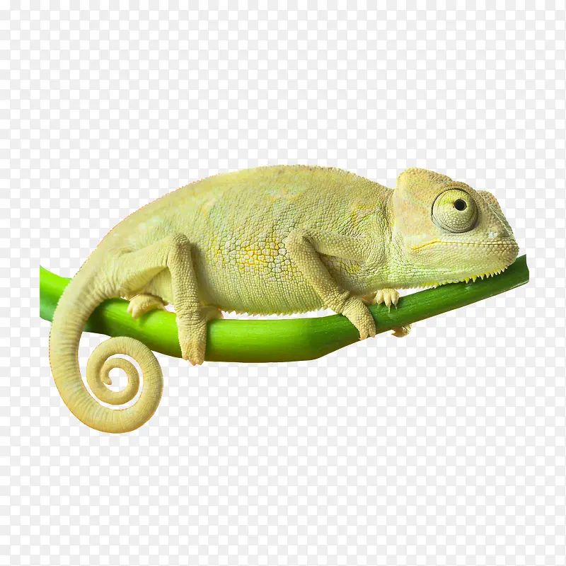 ��ɫ��ɫ��-������