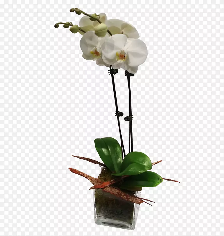 ��������ֲ�ﾥ����-������