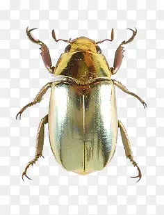 ��ɫ�׿ǳ�-������