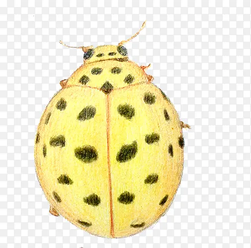 ��ɫ�׿ǳ�-������