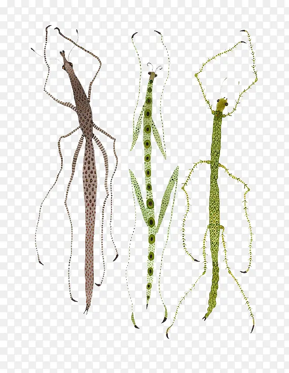 ��ͨ���걾-������