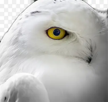 ��ɫ��ӥ-������