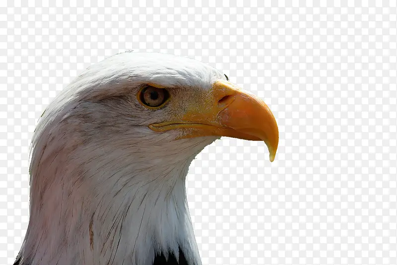 ��ɫ��ӥ-������