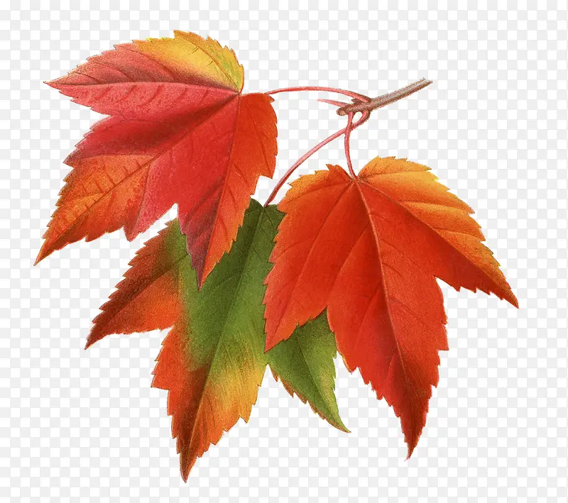 �ֻ��Ҷ-������