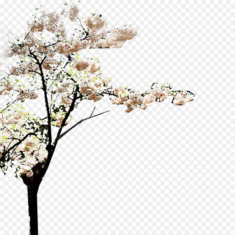 ��ʳ�Ļ�-������