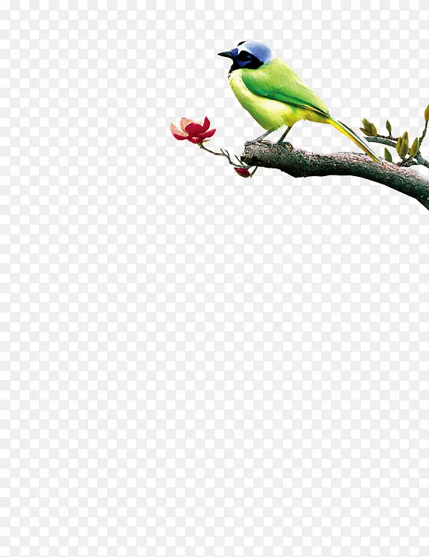 ��֦�ϵ���-������