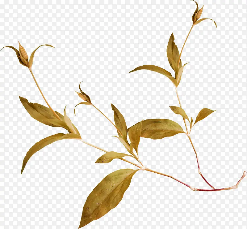 ��ɫ֦Ҷ-������