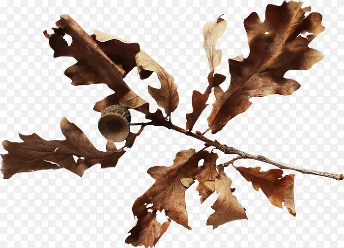 ��ɫ��֦��Ҷ-������