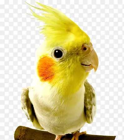 վ��֦�ϵĻ�ɫ����-������