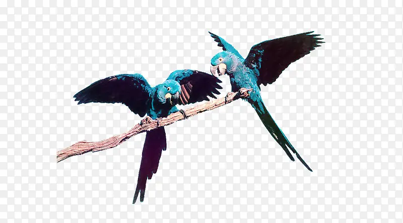 ��֦�ϵ�����-������