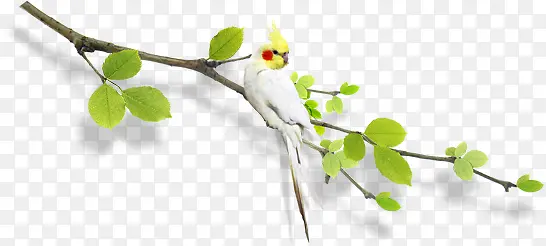 ��֦�ϵ���-������