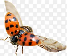 ��ɫ����ư������-������