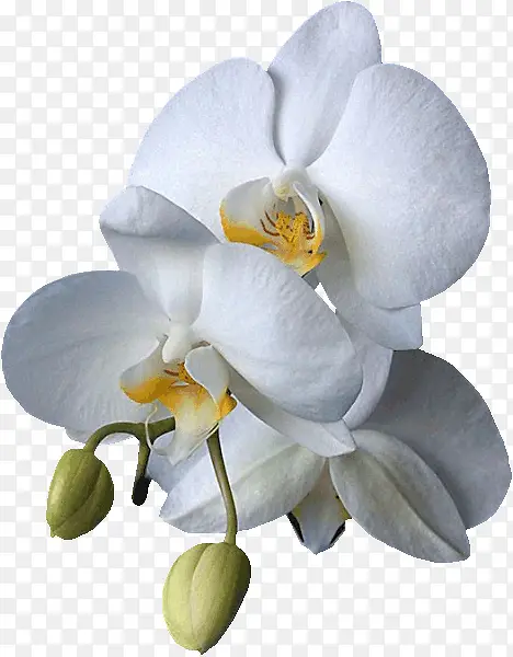 ��ɫ������-������