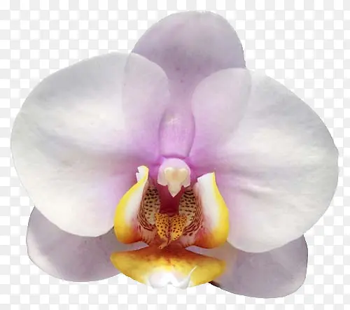 ��ɫ������-������