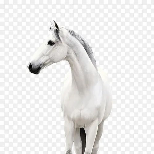 ��ɫ����-������