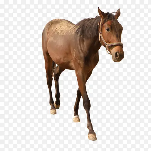 ������ƥ-������