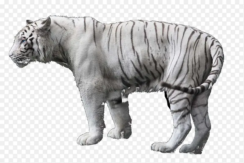 ���͵İ׻�-������