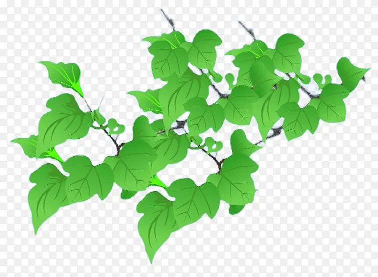 һ��ɣ��Ҷ-������