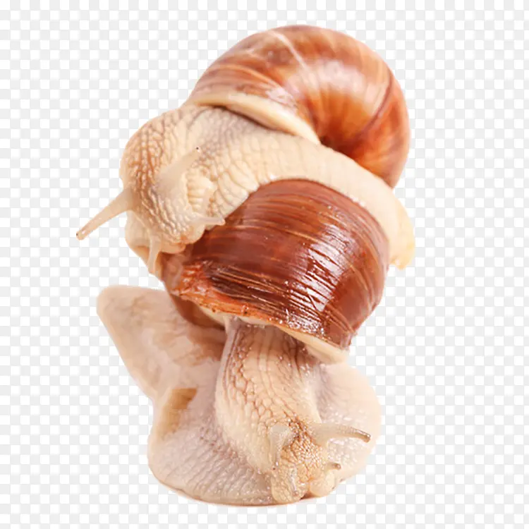 ��ţ-������