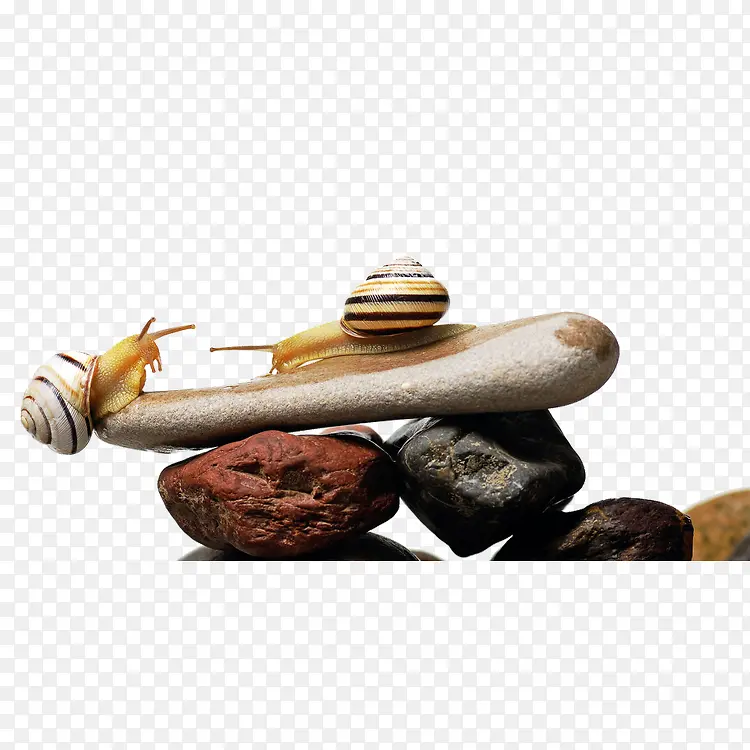 ��ţ-������