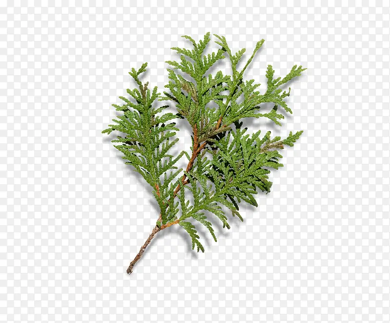 ʥ����Ԫ�ذ�֥-������