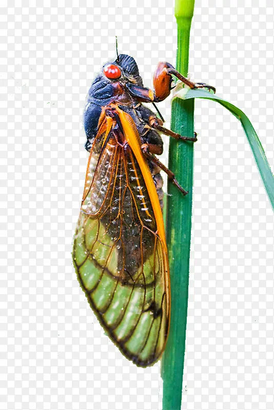 ��ɫ����-������