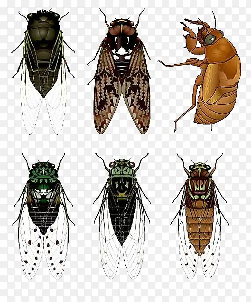 �廭���ز�-������