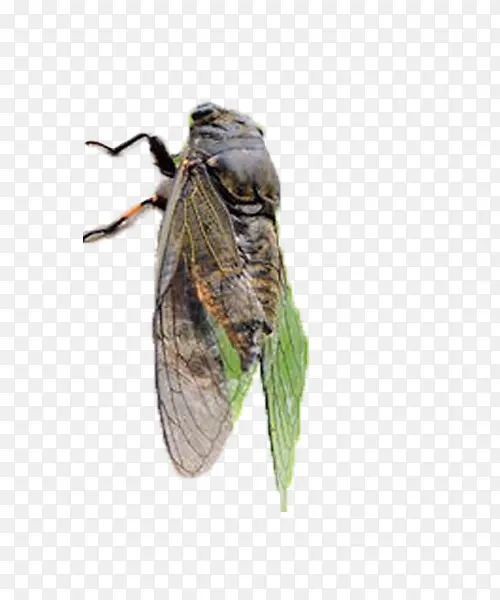 �����ز�-������